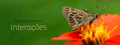 Exposição fotográfica na EESC-USP mostra a importância dos insetos na natureza